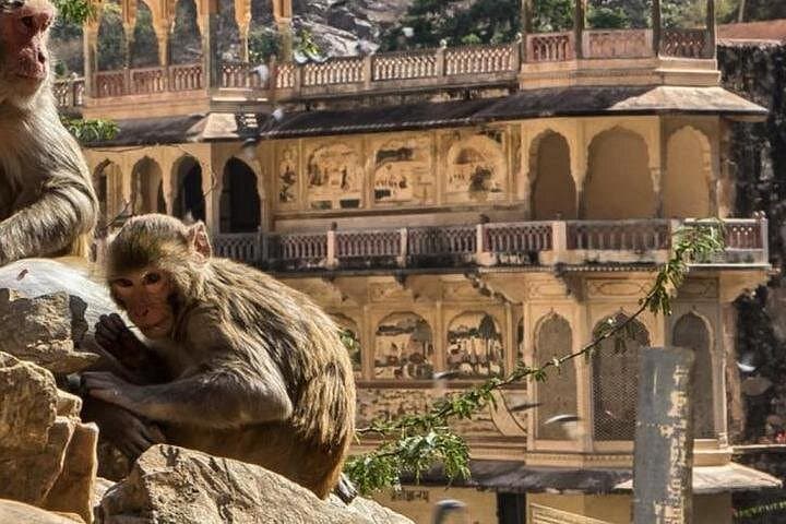 7-Day Golden Triangle India: Delhi, Agra, Jaipur & Ranthambhore Safari photo 2