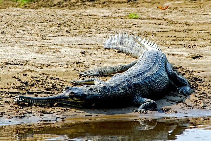 Luxury 2-Night Chitwan Safari from Kathmandu or Pokhara photo 2