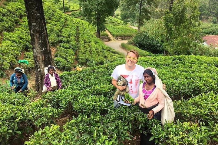 Nuwara Eliya & Horton Plains: 2-Day Private Highlands Tour from Colombo photo 1