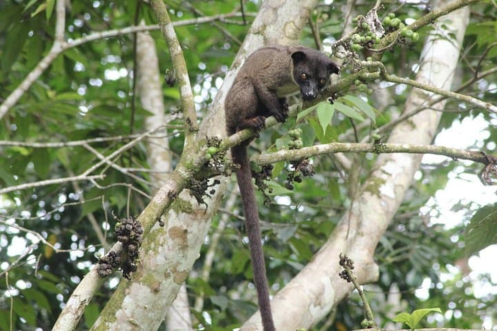 Tanjung Bulat Jungle Camp: 2-Day Kinabatangan Wildlife Immersion photo 2
