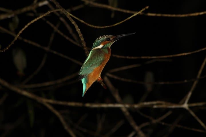 Tanjung Bulat Jungle Camp: 2-Day Kinabatangan Wildlife Immersion photo 6