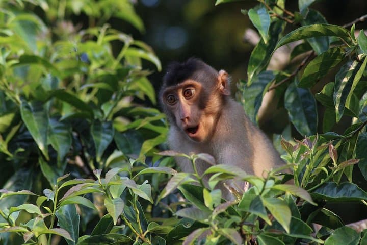 Tanjung Bulat Jungle Camp: 2-Day Kinabatangan Wildlife Immersion