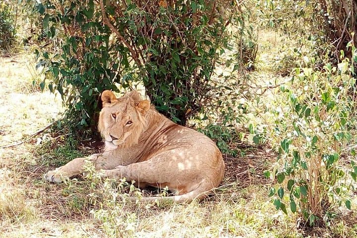 4-Day Maasai Mara & Lake Nakuru Safari — Big Five, Flamingos & Rift Valley Views photo 4