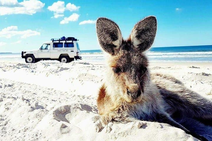 Bribie Island 4WD, Lagoons & WWII Bunkers — Day Trip from Brisbane photo 4
