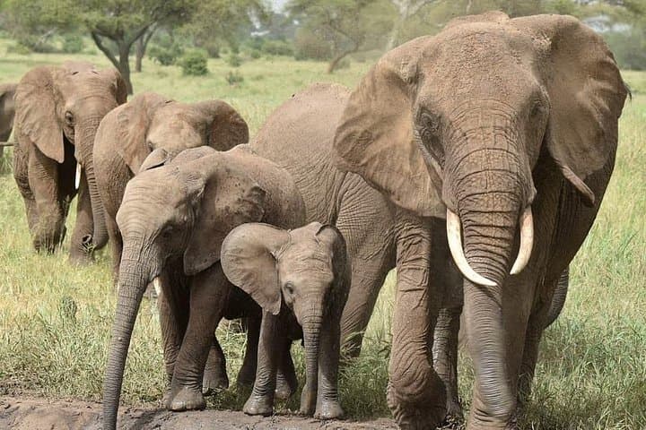 Serengeti & Ngorongoro 3-Day Private Safari: Game Drives, Campsites & Maasai Culture photo 4