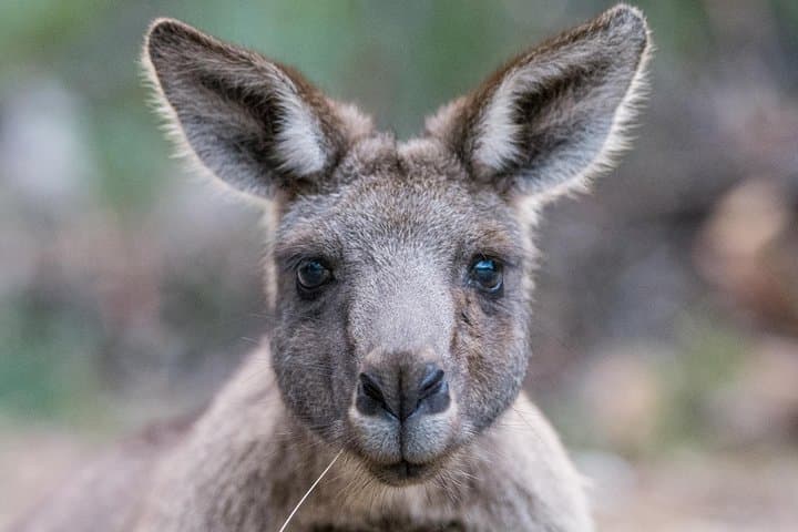Grampians Great Wildlife Escape: Small-Group Day Trip from Melbourne photo 6
