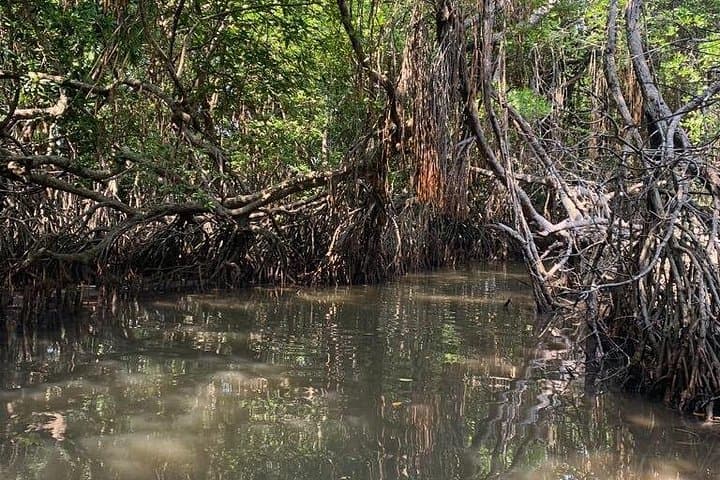 Bentota Mangrove Boat Adventure: Wildlife & Estuary Cruise