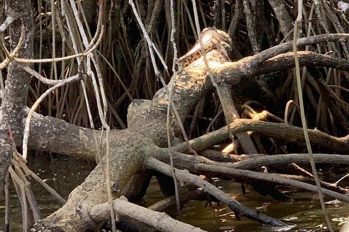 Bentota Mangrove Boat Adventure: Wildlife & Estuary Cruise photo 2