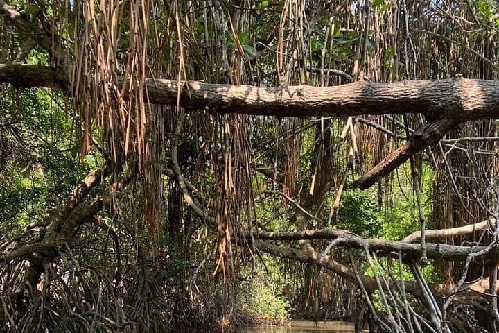 Bentota Mangrove Boat Adventure: Wildlife & Estuary Cruise photo 4