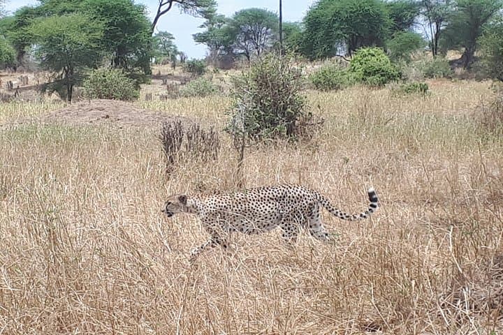 Private 5-Day Safari: Serengeti, Ngorongoro & Tarangire — From Arusha photo 5