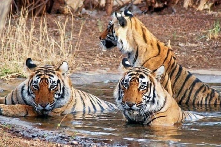 Golden Triangle and Ranthambhore: 5-Day Private Delhi, Agra & Jaipur Tour with Tiger Safari photo 2