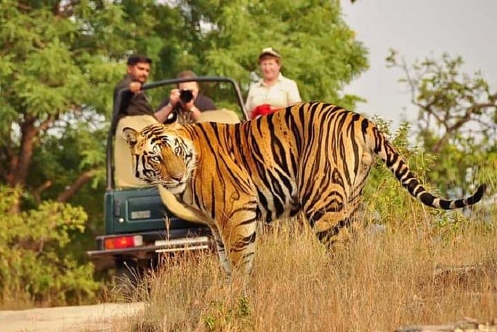 Golden Triangle and Ranthambhore: 5-Day Private Delhi, Agra & Jaipur Tour with Tiger Safari