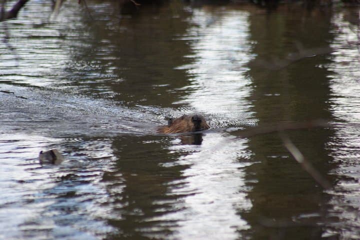Evening Beaver Watching in Tierra del Fuego: Guided Castorera Walk from Ushuaia photo 2
