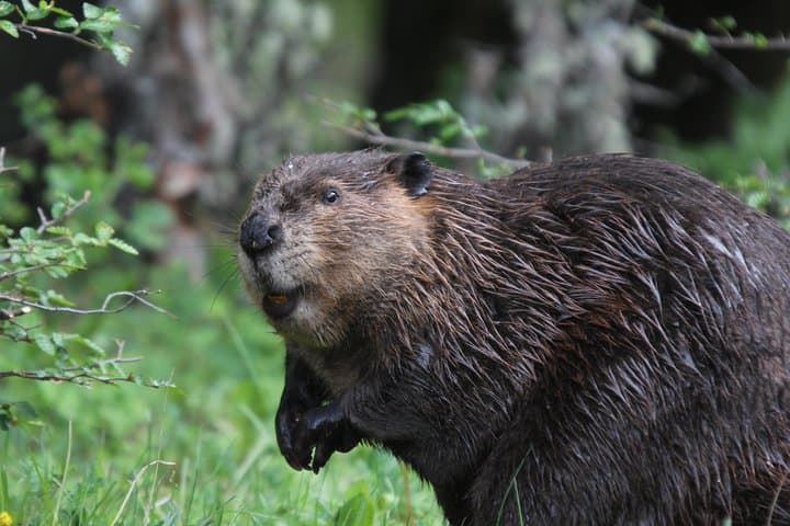 Evening Beaver Watching in Tierra del Fuego: Guided Castorera Walk from Ushuaia photo 4
