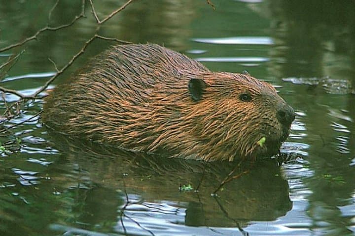 Evening Beaver Watching in Tierra del Fuego: Guided Castorera Walk from Ushuaia