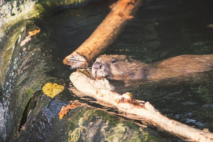 Evening Beaver Watching in Tierra del Fuego: Guided Castorera Walk from Ushuaia photo 5