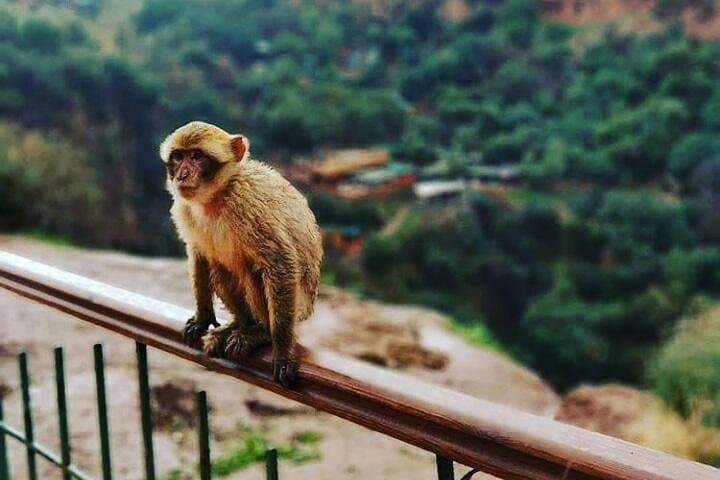 Full-Day Ouzoud Waterfalls Tour from Marrakech — Olive Terraces, Monkeys & Mills photo 2