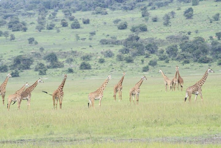 2-Day Akagera Safari: Boat Cruise on Lake Ihema & Full-Day Game Drives from Kigali photo 2