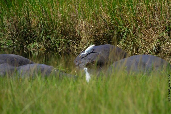 2-Day Akagera Safari: Boat Cruise on Lake Ihema & Full-Day Game Drives from Kigali photo 4