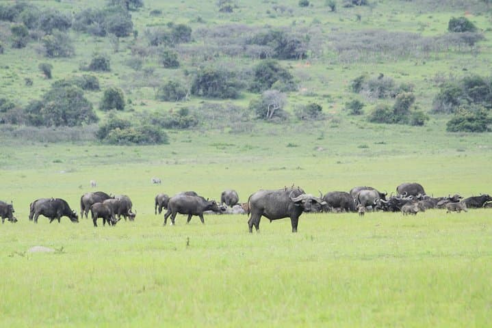 2-Day Akagera Safari: Boat Cruise on Lake Ihema & Full-Day Game Drives from Kigali photo 6
