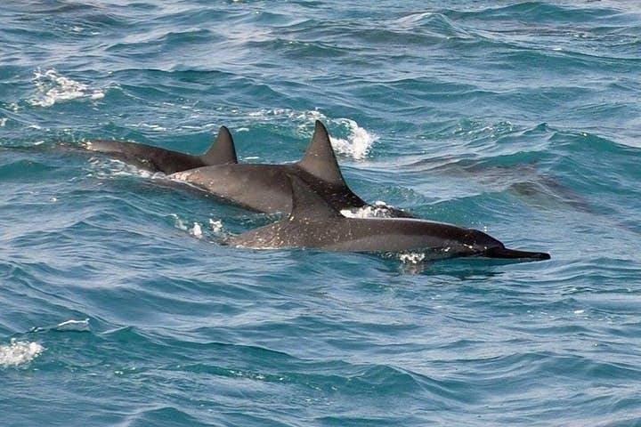 Kailua-Kona Luxury Catamaran Snorkel and Dolphin Watch: Red Hill Marine Sanctuary Cruise photo 3