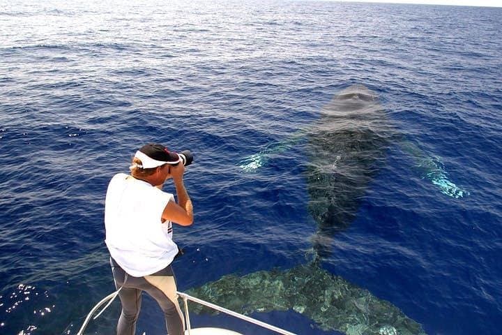 Kona Hydrophone Whale-Watch Cruise: Up-Close Humpback Encounters from Kailua-Kona photo 6