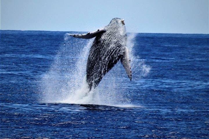 Kona Hydrophone Whale-Watch Cruise: Up-Close Humpback Encounters from Kailua-Kona