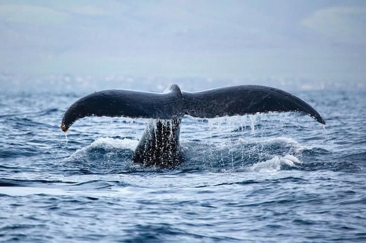 West Oahu Deluxe Whale Watching Sail — Humpbacks off Ko Olina photo 4