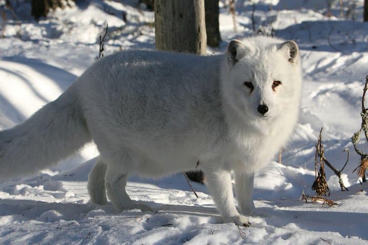 Full-Day Lapland Experience: Ranua Wildlife Park, Finnish Sauna & Open-Fire Dinner photo 5