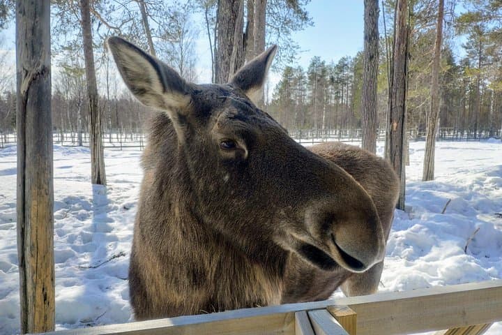 Full-Day Lapland Experience: Ranua Wildlife Park, Finnish Sauna & Open-Fire Dinner photo 4