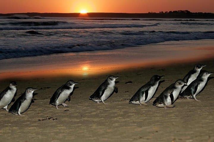 Phillip Island Penguin Parade & Koala Reserve Day Trip from Melbourne photo 6
