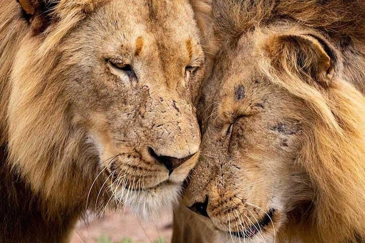 Nyati Big 5 Safari: 13-Day Lower Zambezi, Kafue & South Luangwa Adventure