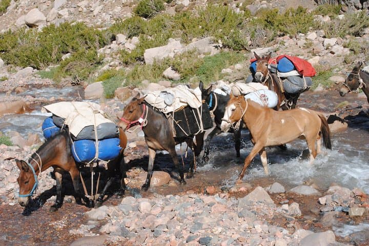Cruce Sanmartiniano: 8-Day Horseback Crossing of the Argentine Andes photo 3