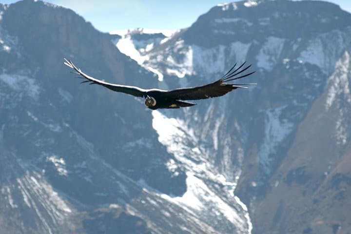 Apurimac Canyon Condor Viewing From Cusco: Full-Day Wildlife Excursion