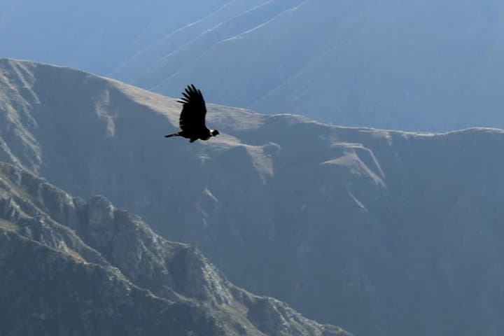 Apurimac Canyon Condor Viewing From Cusco: Full-Day Wildlife Excursion photo 2