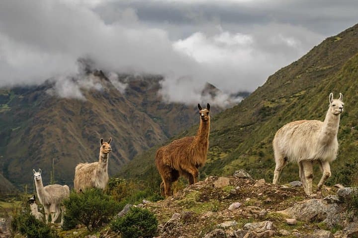 Lares Trek Private Service: 4-Day Off-Grid Andes Trek to Machu Picchu photo 6