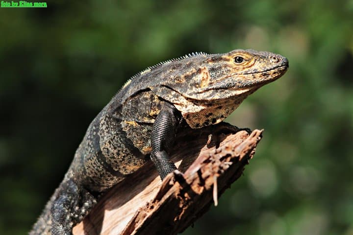 Manuel Antonio National Park Guided Wildlife Tour — Quepos Eco Hike photo 5