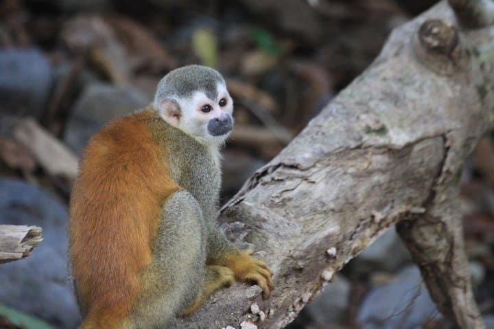 Manuel Antonio National Park Guided Wildlife Tour — Quepos Eco Hike photo 6