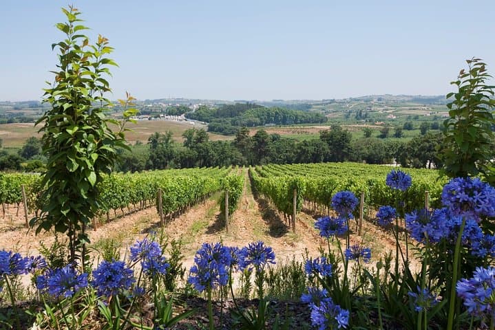 Setúbal Wine Tour: Moscatel Tasting & Two Historic Wineries from Lisbon photo 3
