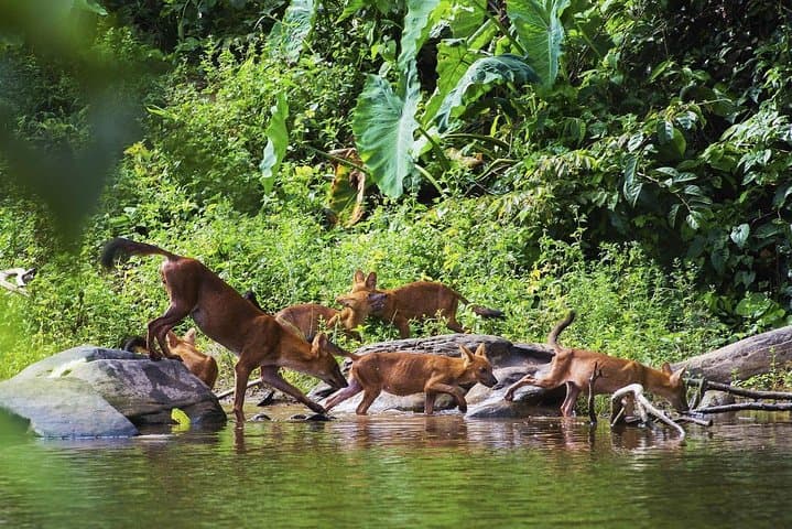 Khao Yai National Park Day Tour from Bangkok — Haew Narok Waterfall & Thai Cooking Class photo 6