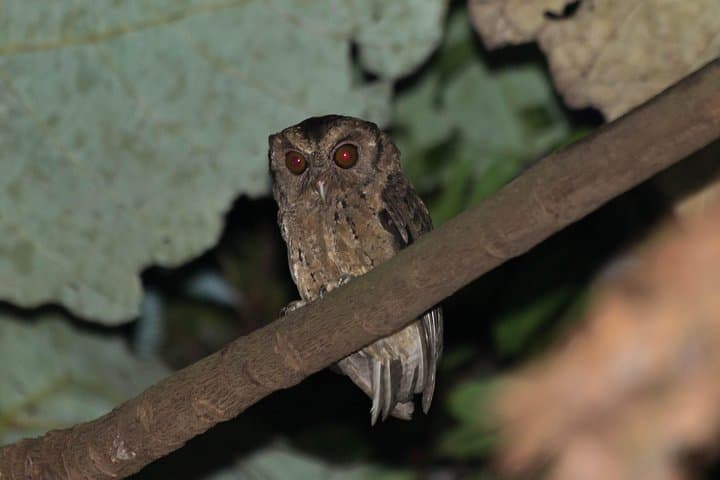 Singapore Night Rainforest Walk: Naturalist Night Adventure photo 4