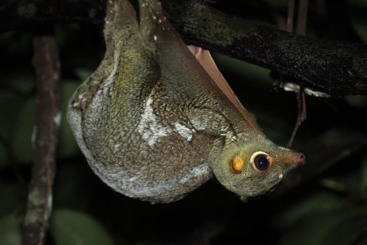 Singapore Night Rainforest Walk: Naturalist Night Adventure photo 2