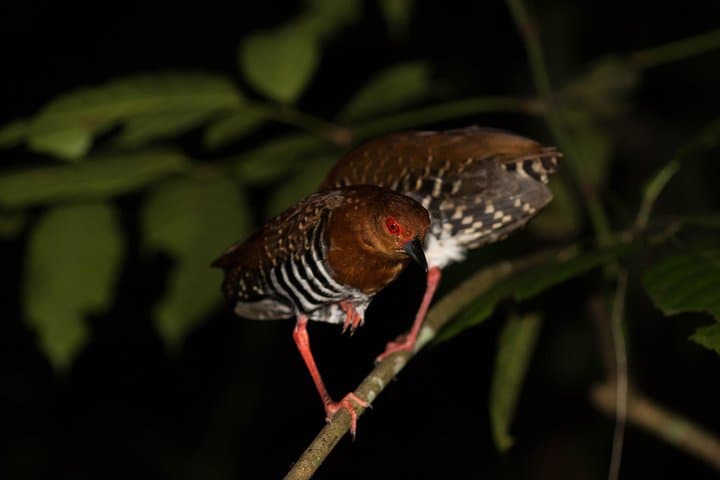 Singapore Night Rainforest Walk: Naturalist Night Adventure photo 6