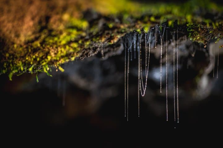 Te Anau Glow Worm Caves Tour: Lake Cruise to Cavern Glowworm Experience photo 5