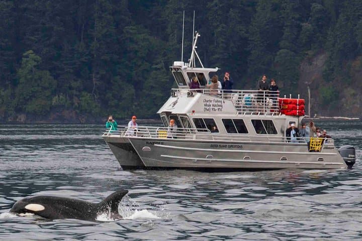 Whale Watching from Anacortes: High-Speed Tours to See Orca & Humpbacks