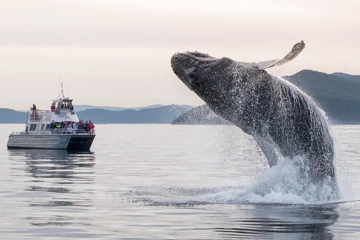 Whale Watching from Anacortes: High-Speed Tours to See Orca & Humpbacks photo 2