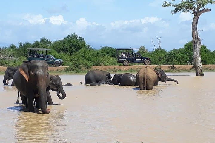 Udawalawe Day Safari from Colombo — Elephant Jeep Safari & Dam Visit photo 4