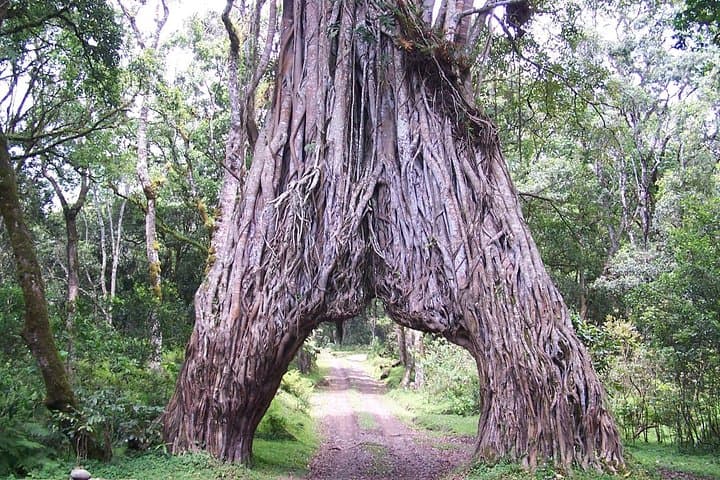 Climb Mount Meru: 4-Day Trek from Momella Gate with Wildlife and Crater Views photo 5