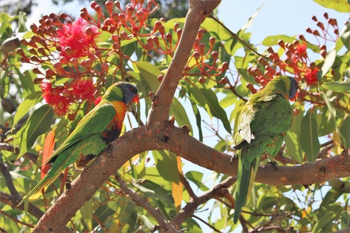 Private Northern Beaches and Ku‑Ring‑Gai Chase Day Tour photo 4