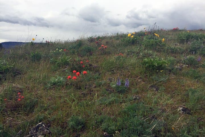 Full-Day Columbia Gorge Hiking: Waterfalls, Basalt Cliffs & Guided Trails photo 4